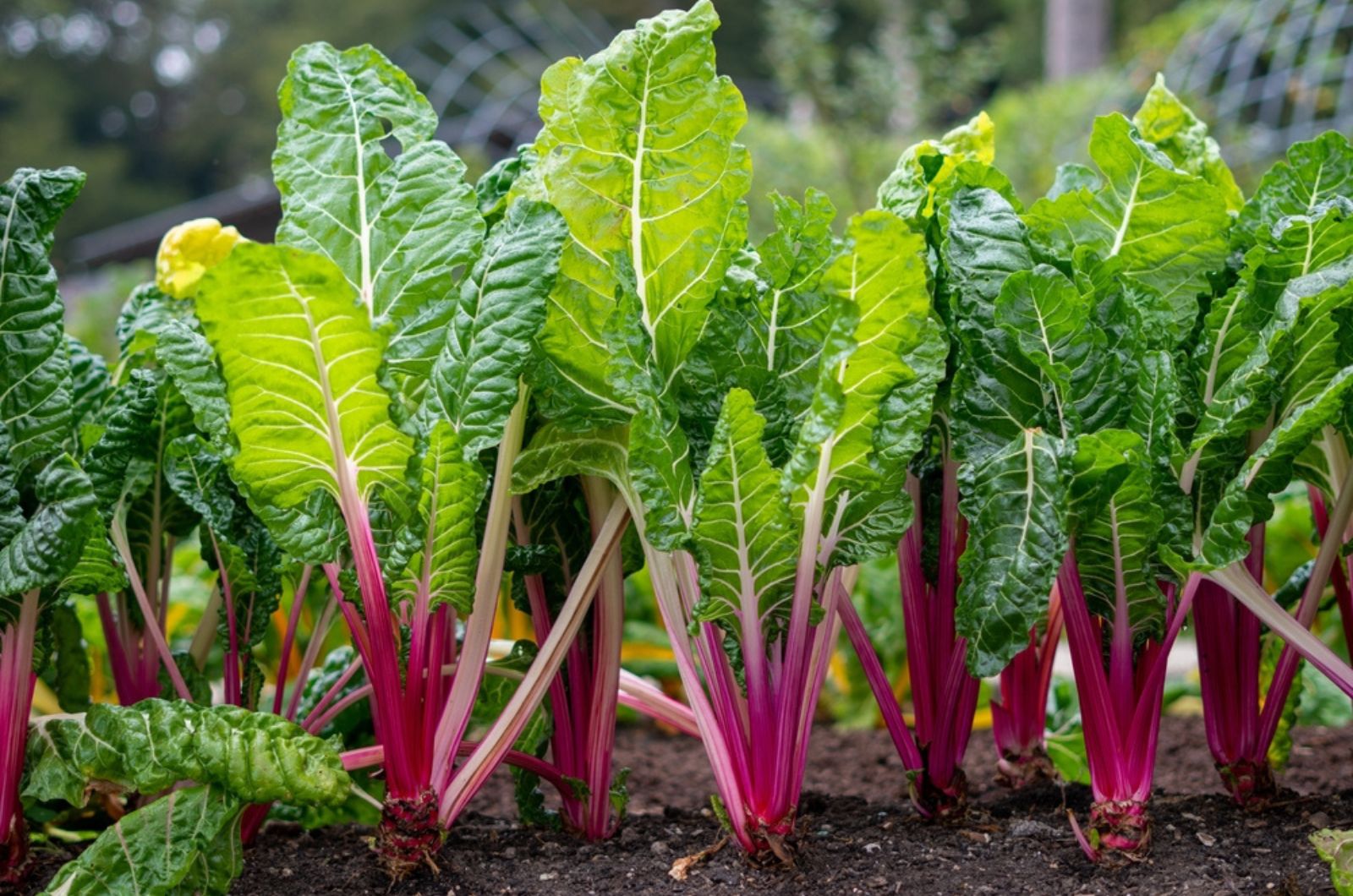 Peppermint swiss chard growing in the ground