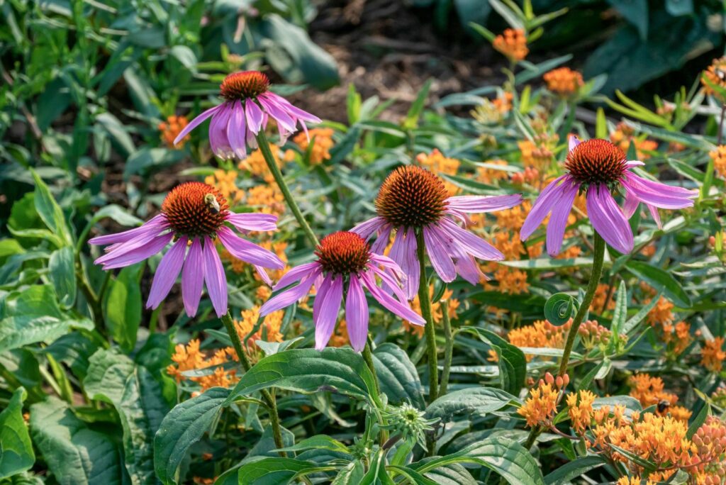 Pink coneflowers growing in the Native Plant Garden