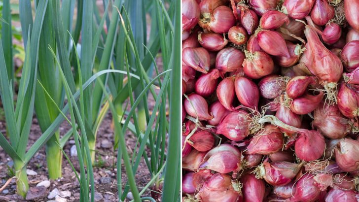 Plant These Flavorful Vegetables This Fall To Harvest Next Spring