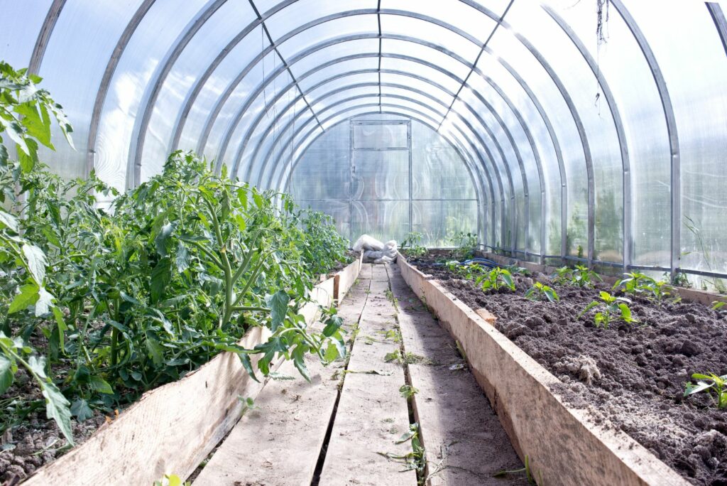 Plants tomatoes and pepper inside the greenhouse