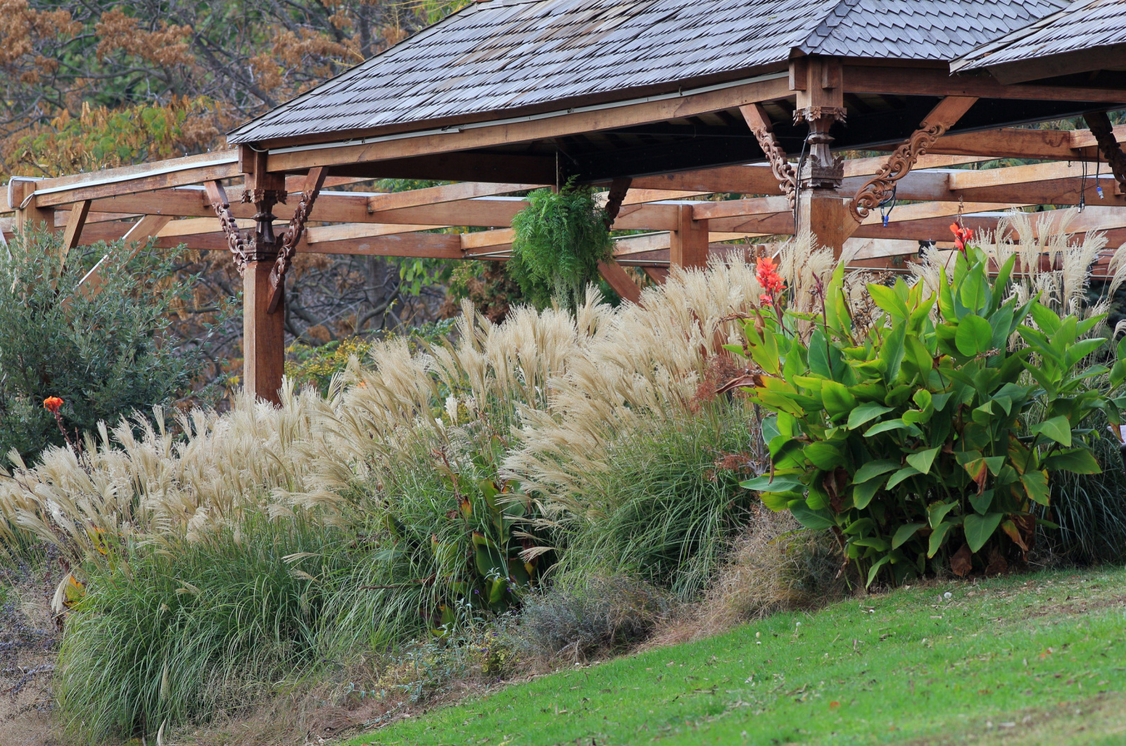 Reed Grass in landscape design near the gazebo