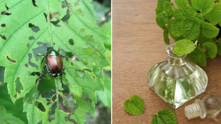 Rid Your Garden Of Japanese Beetles With This Magic Mixture