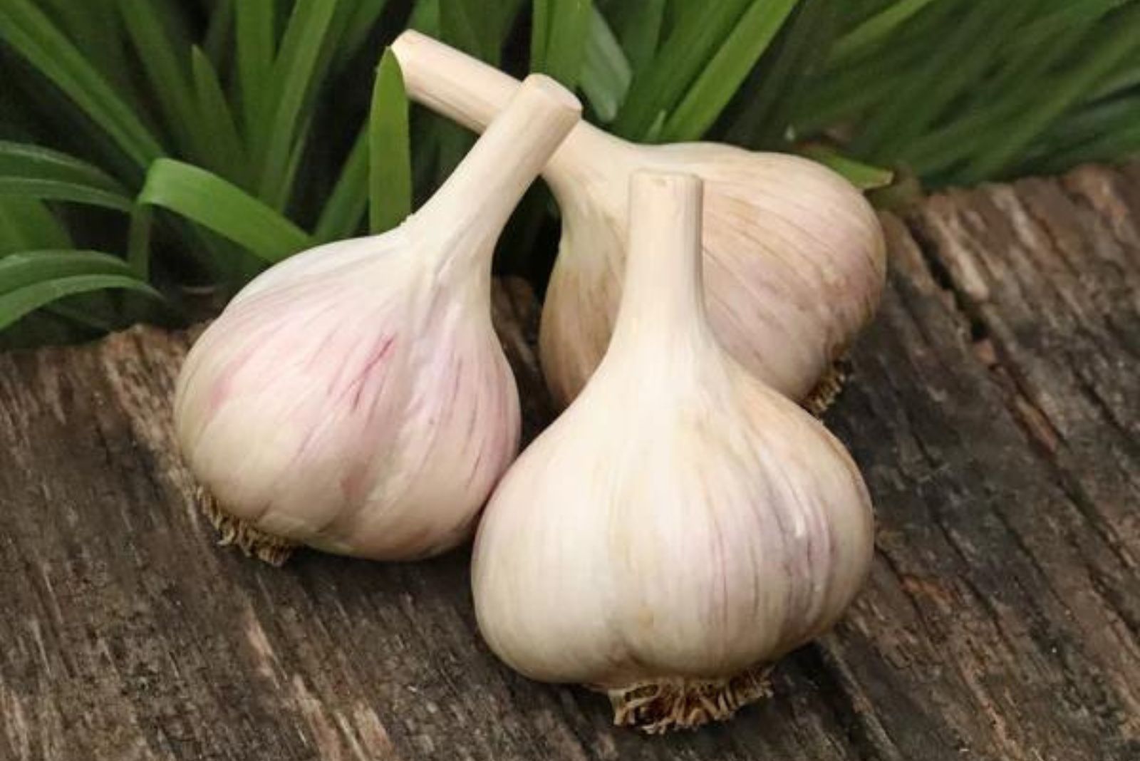 Romanian Red garlic