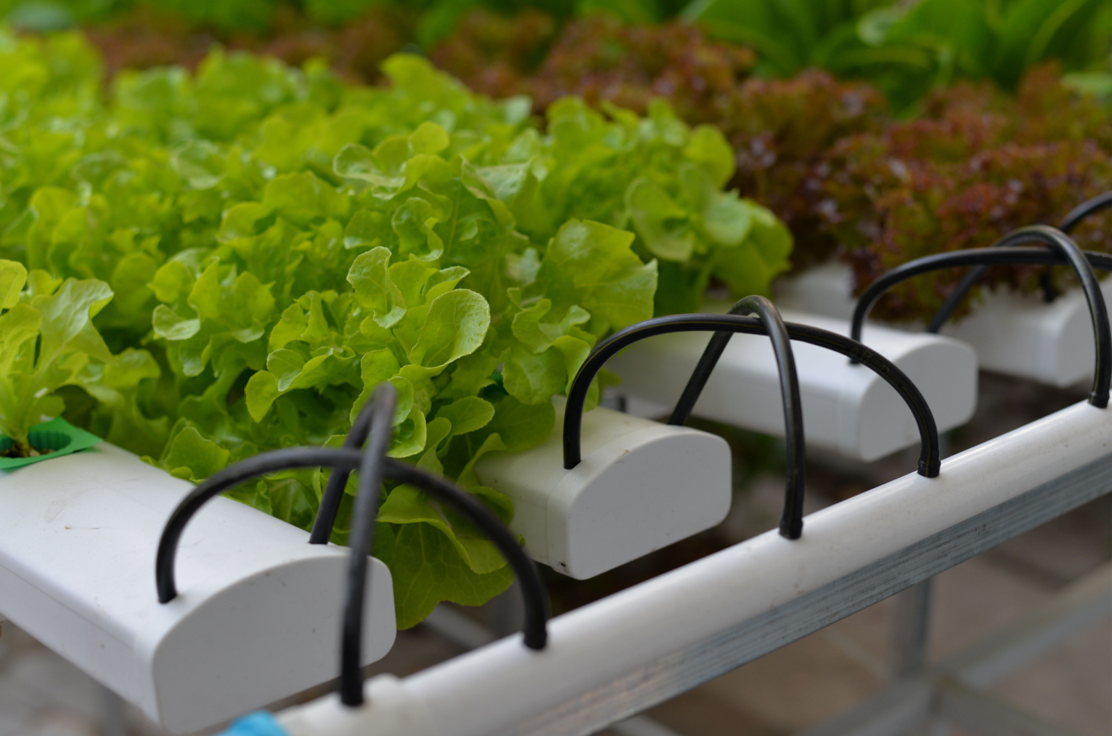 Salad Vegetables Grown in a Hydroponic Nutrient Film Technique