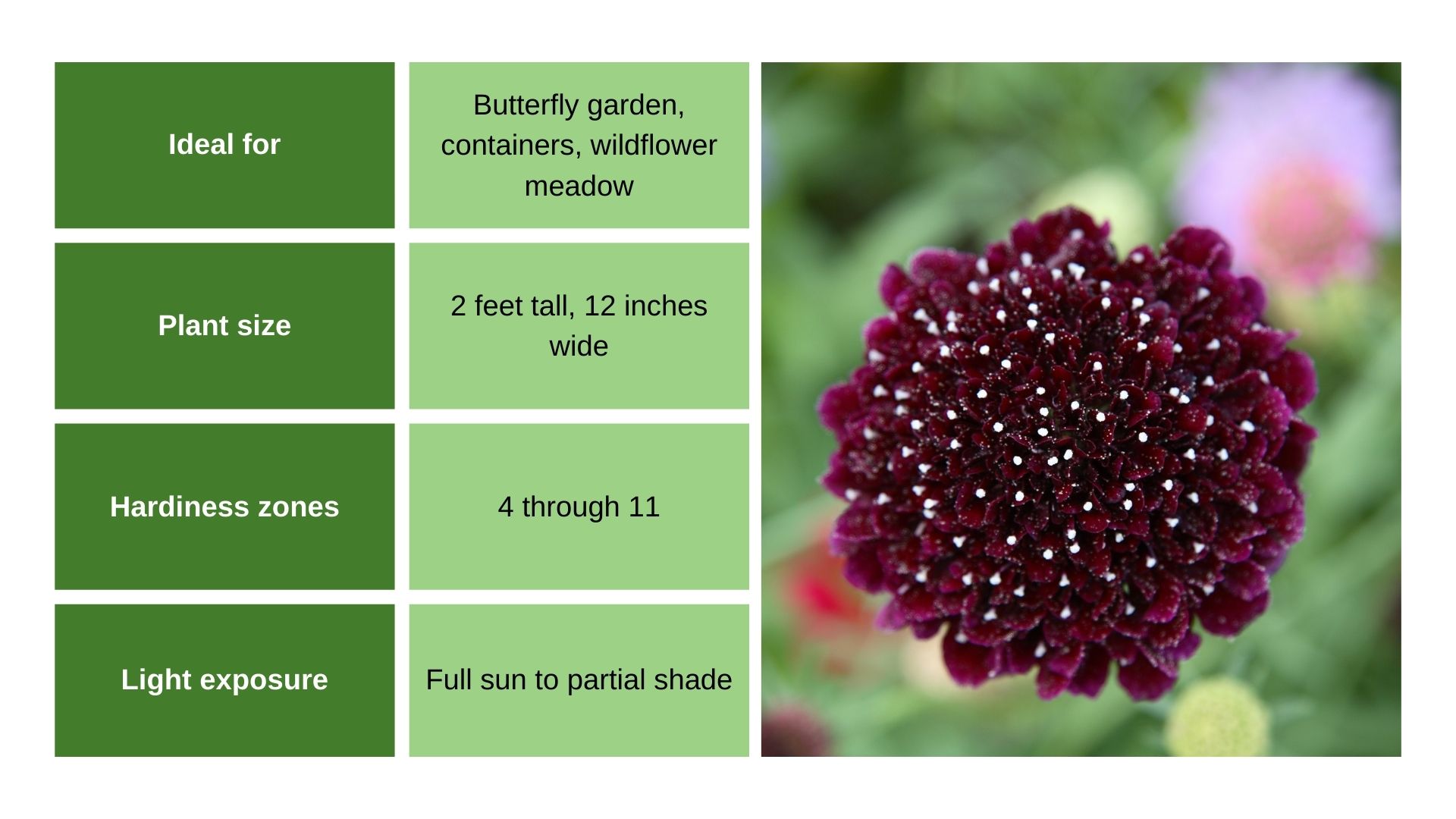 Scabiosa ‘Burgundy Beau’ chart and flower photo