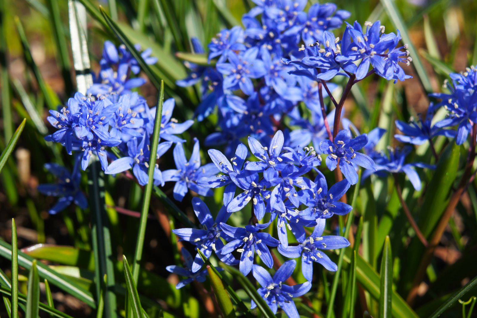 Scilla bifolia blue flowers in sunlight
