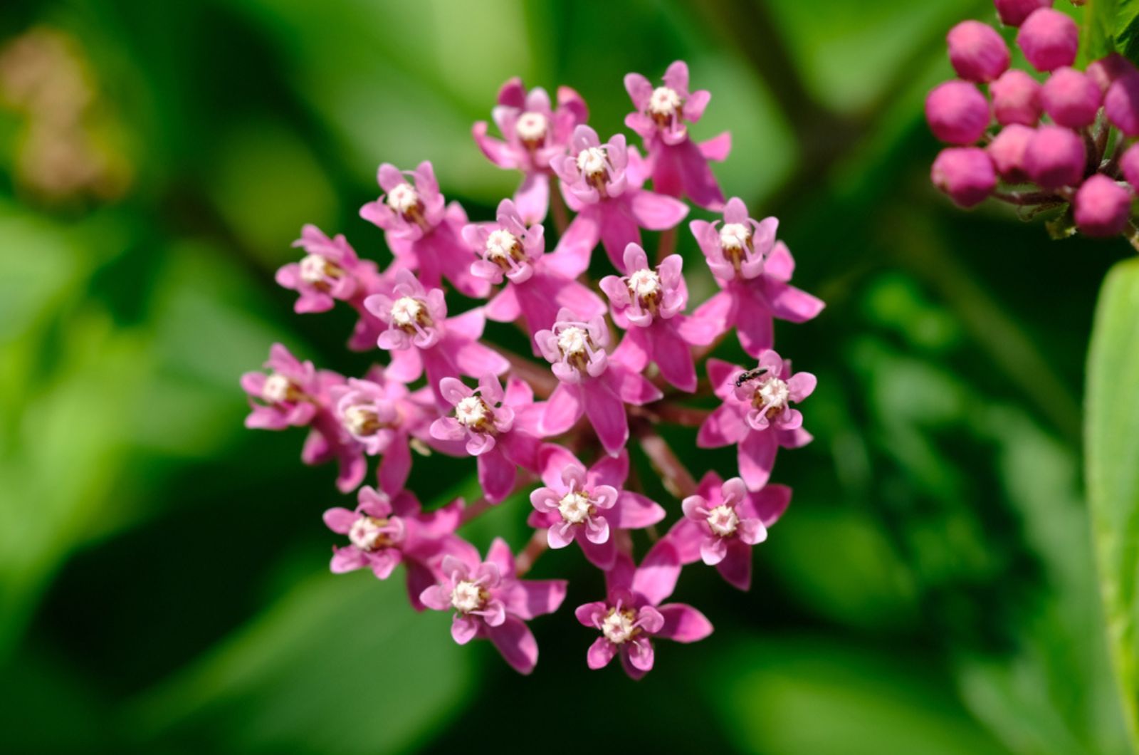 swamp milkweed