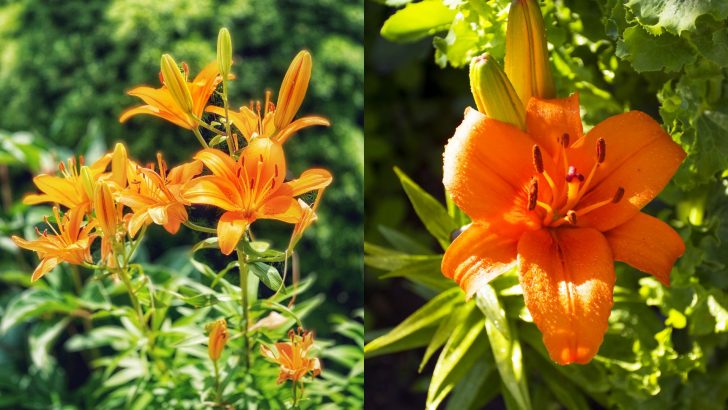 The Best Way To Keep Your Day Lily Plants Looking Neat After They’re Done Flowering