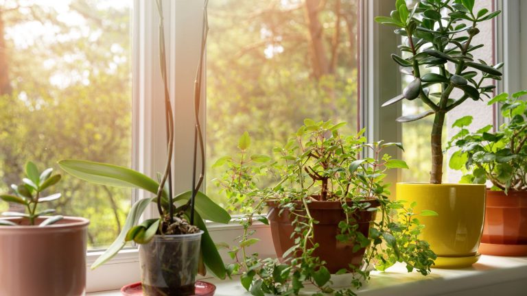 plants on a window sill