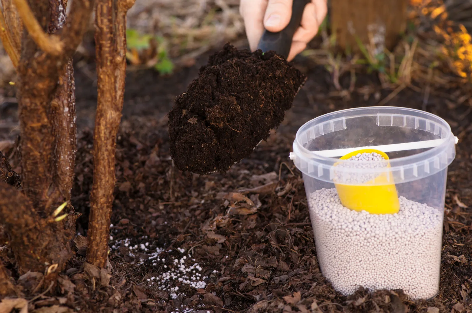 The bucket of nitrogen fertilizer and gardener adding soil to a fruit tree