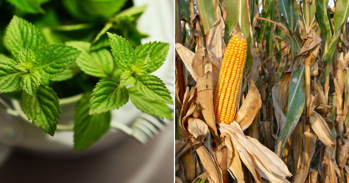 These Are The Crops That Attract Rats these-are-the-crops-that-attract-rats