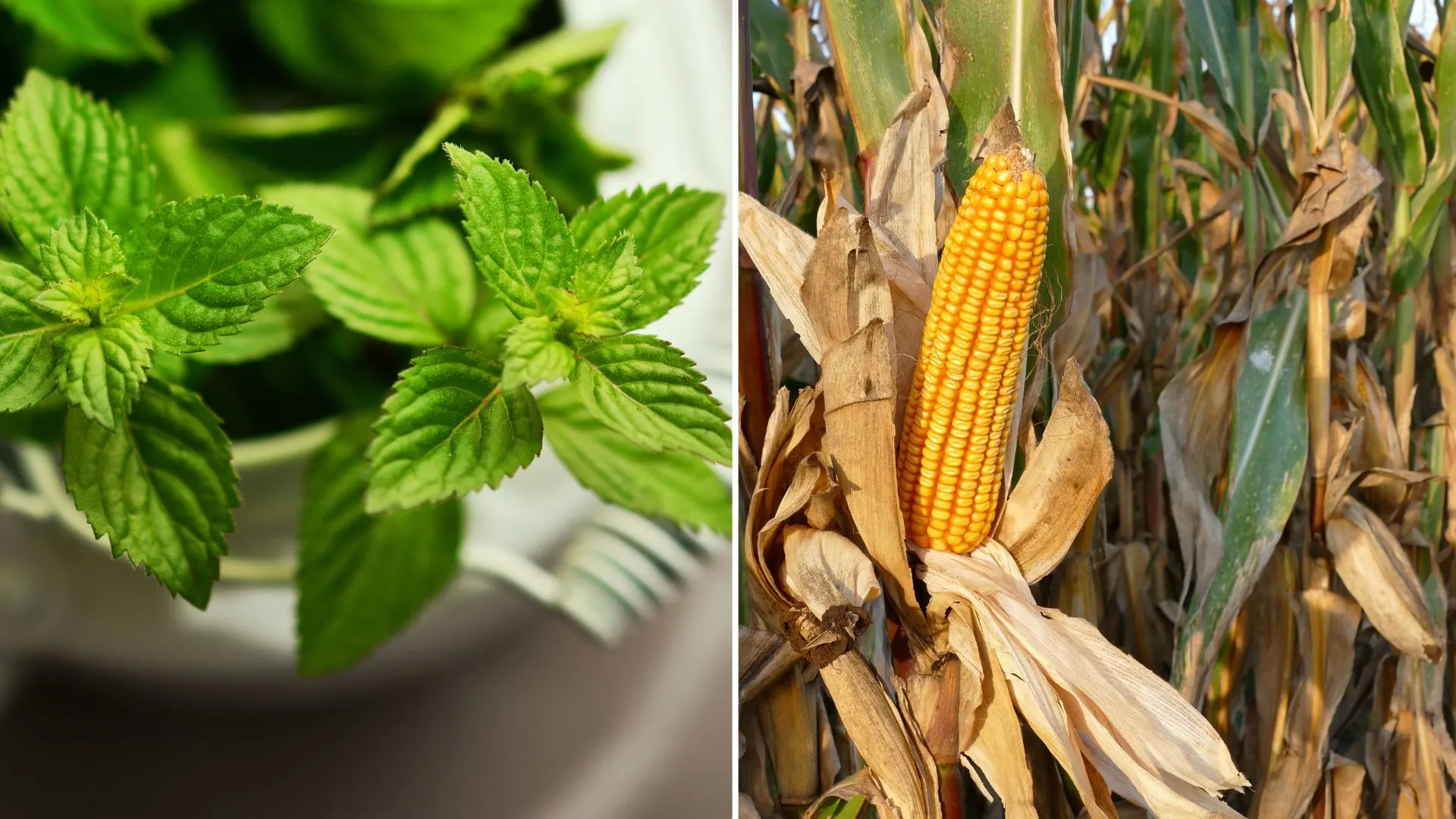 common crops that attract rats