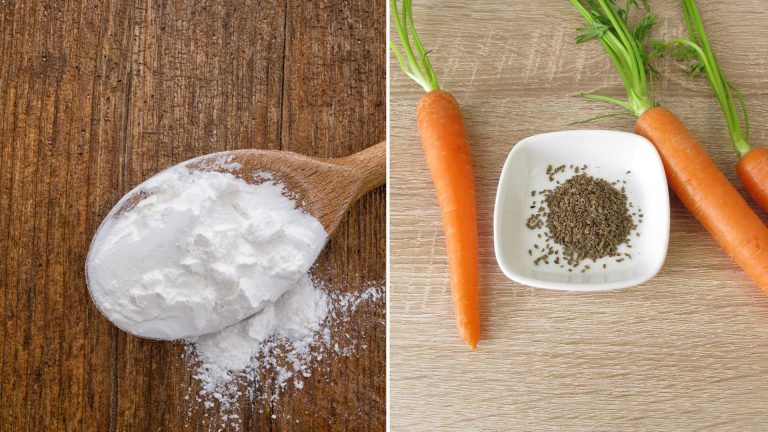 photo of carrot, cornstarch and carrot seed