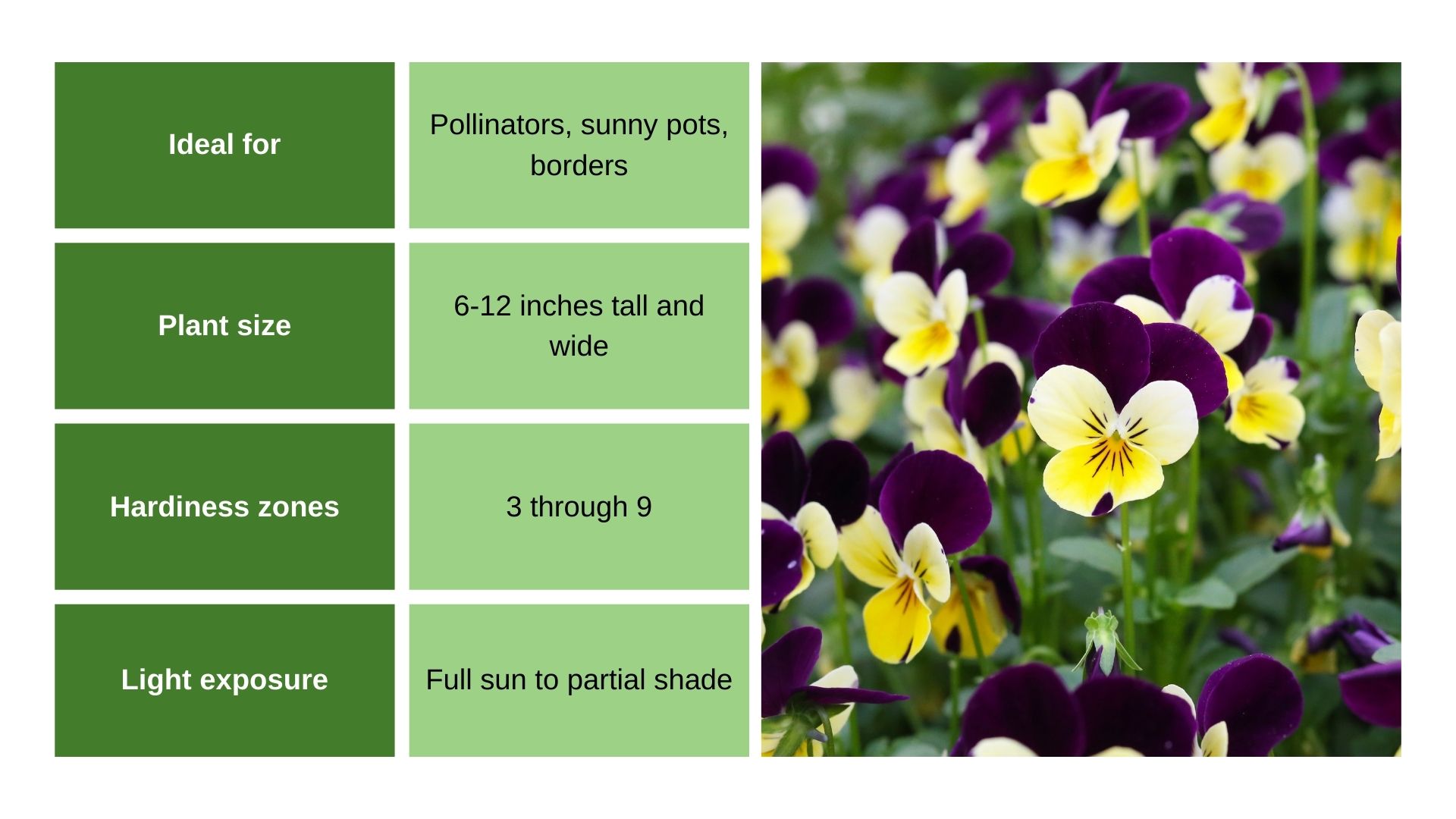 Viola Tricolor chart and flower photo