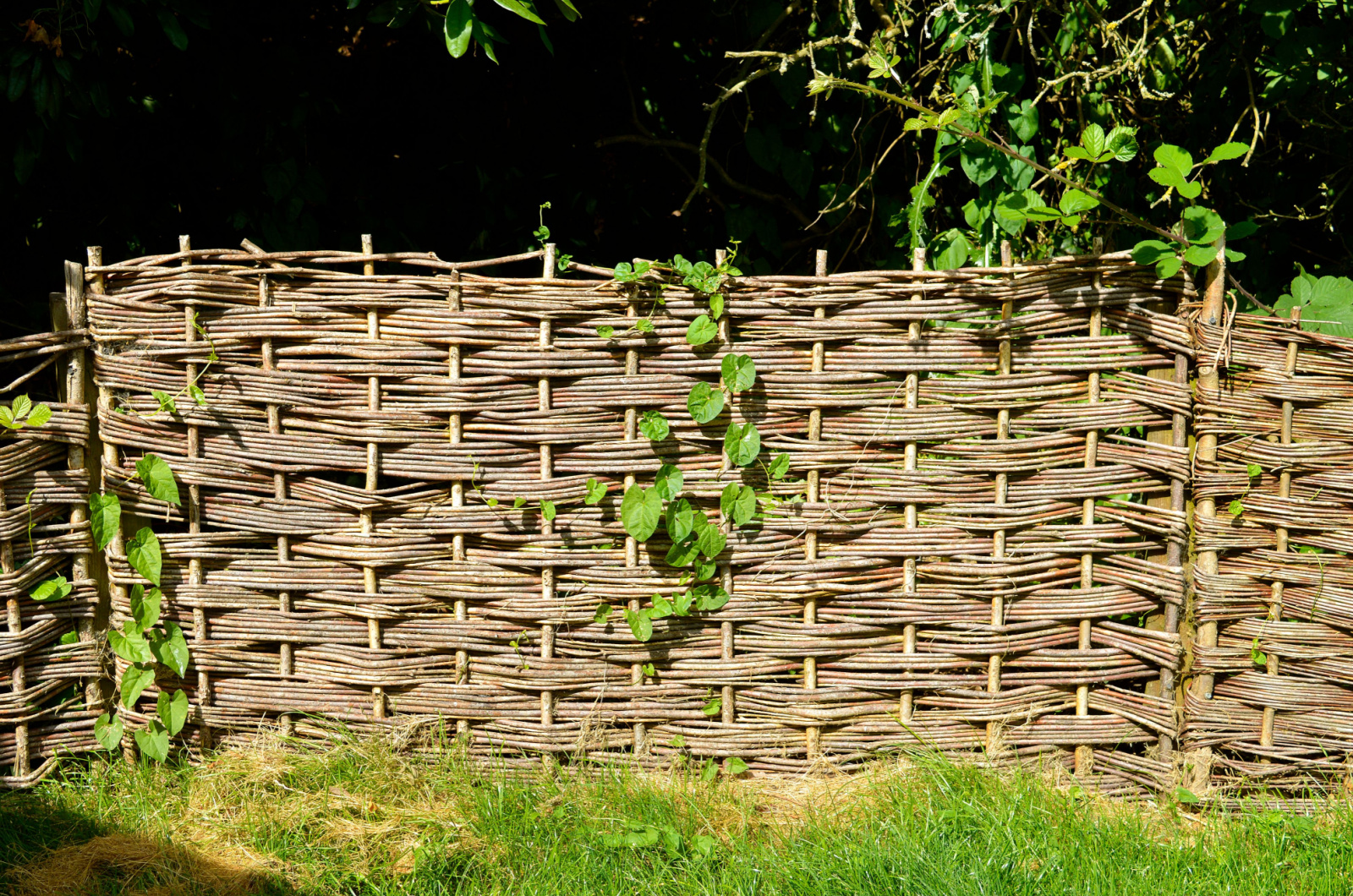 Wattle fence made by weaving thin branches