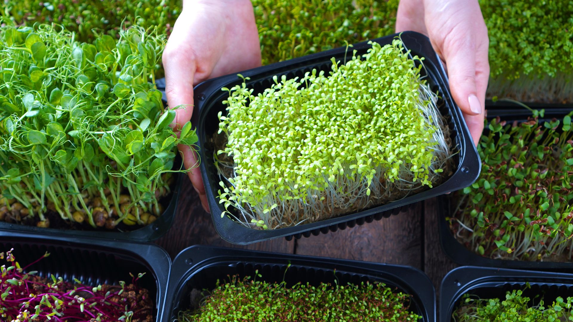What Are Microgreens And How To Grow Them 
