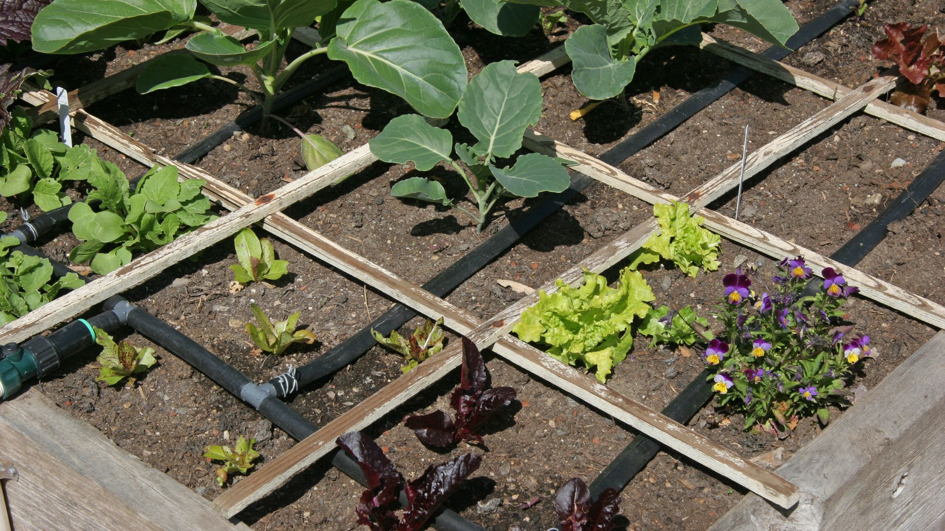 What Is The Square Foot Gardening Method And How To Use It