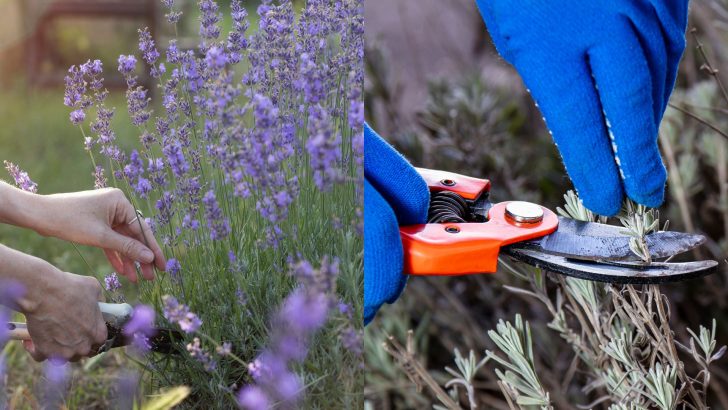 What’s The Best Time For Pruning Lavender?