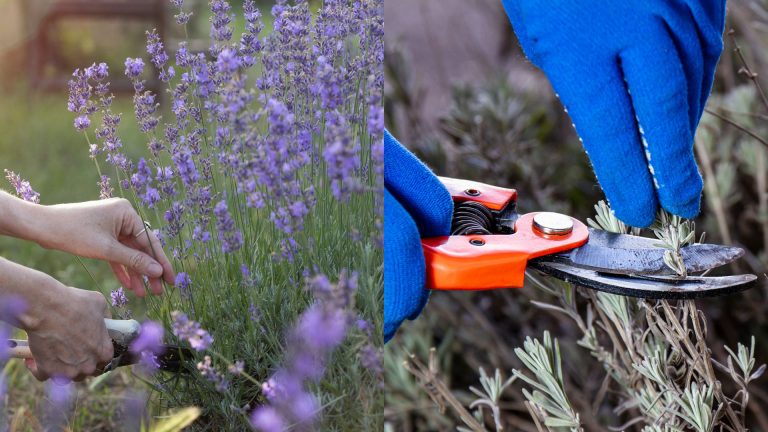 pruning lavender
