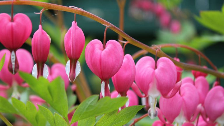 bleeding hearts