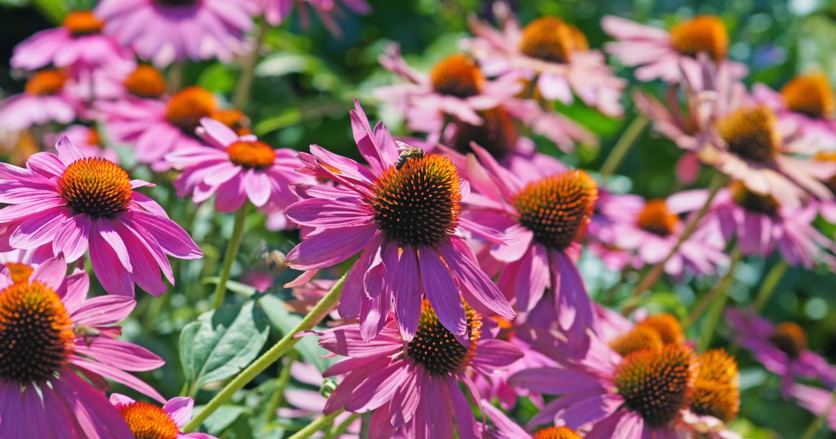 When Exactly To Cut Coneflowers For More Spectacular Blossoms