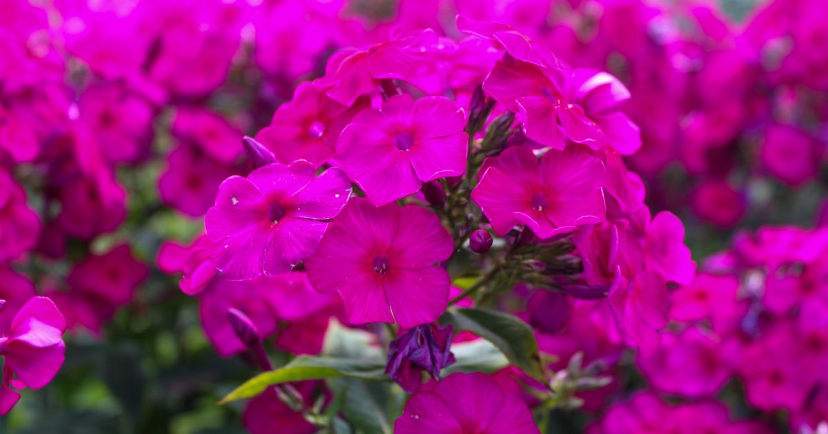 useful-tips-to-help-you-decide-whether-you-should-cut-back-phlox-in