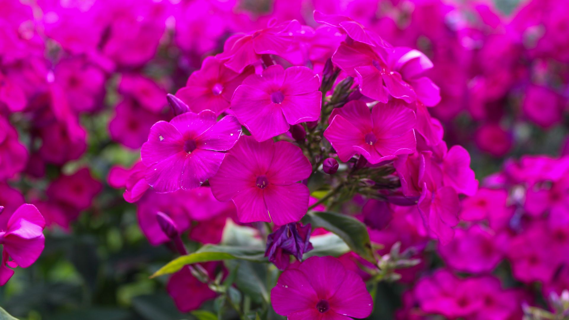 When To Cut Back Phlox, In Spring Or Fall?