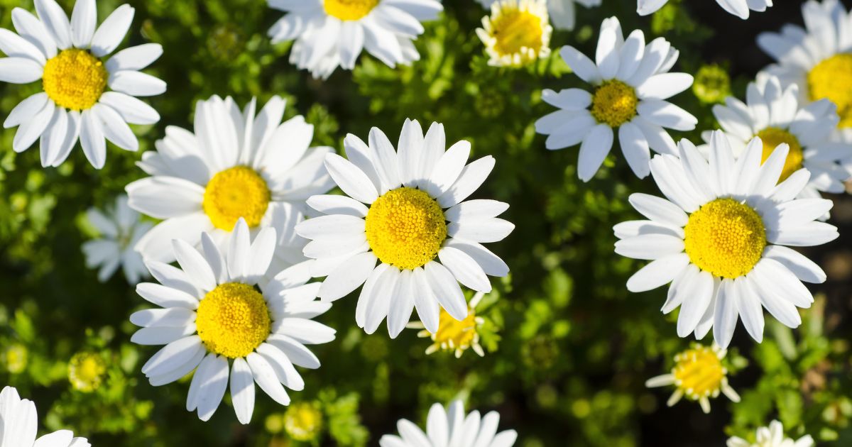 When To Cut Back Shasta Daisies For Abundant Flowers