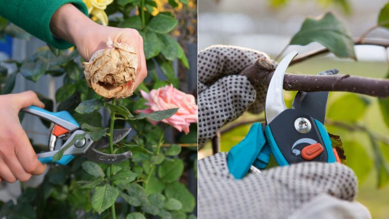 The Truth About Deadheading Perennials And Annuals No One Told You About