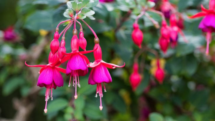 When to Take Fuchsia Cuttings