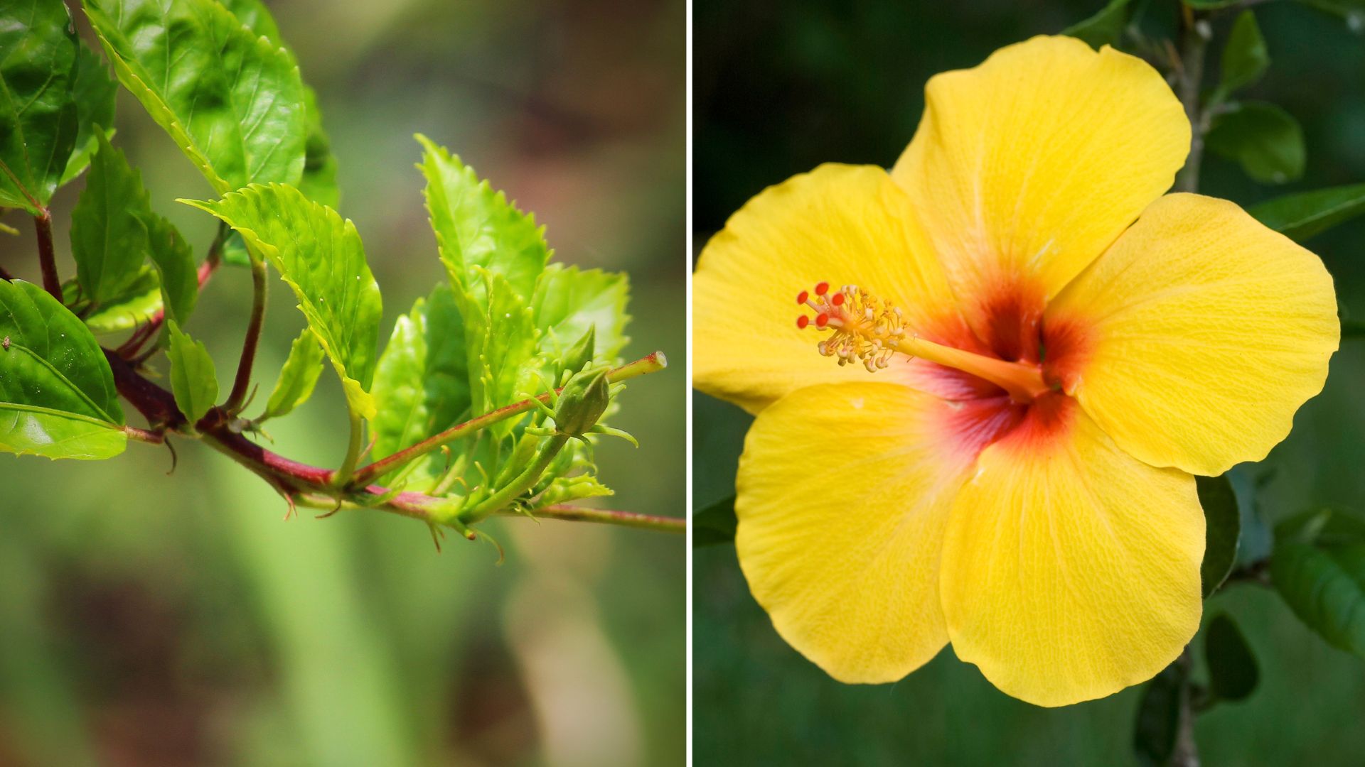 Why Are My Hibiscus Leaves Turning Yellow? (Causes & Solutions)