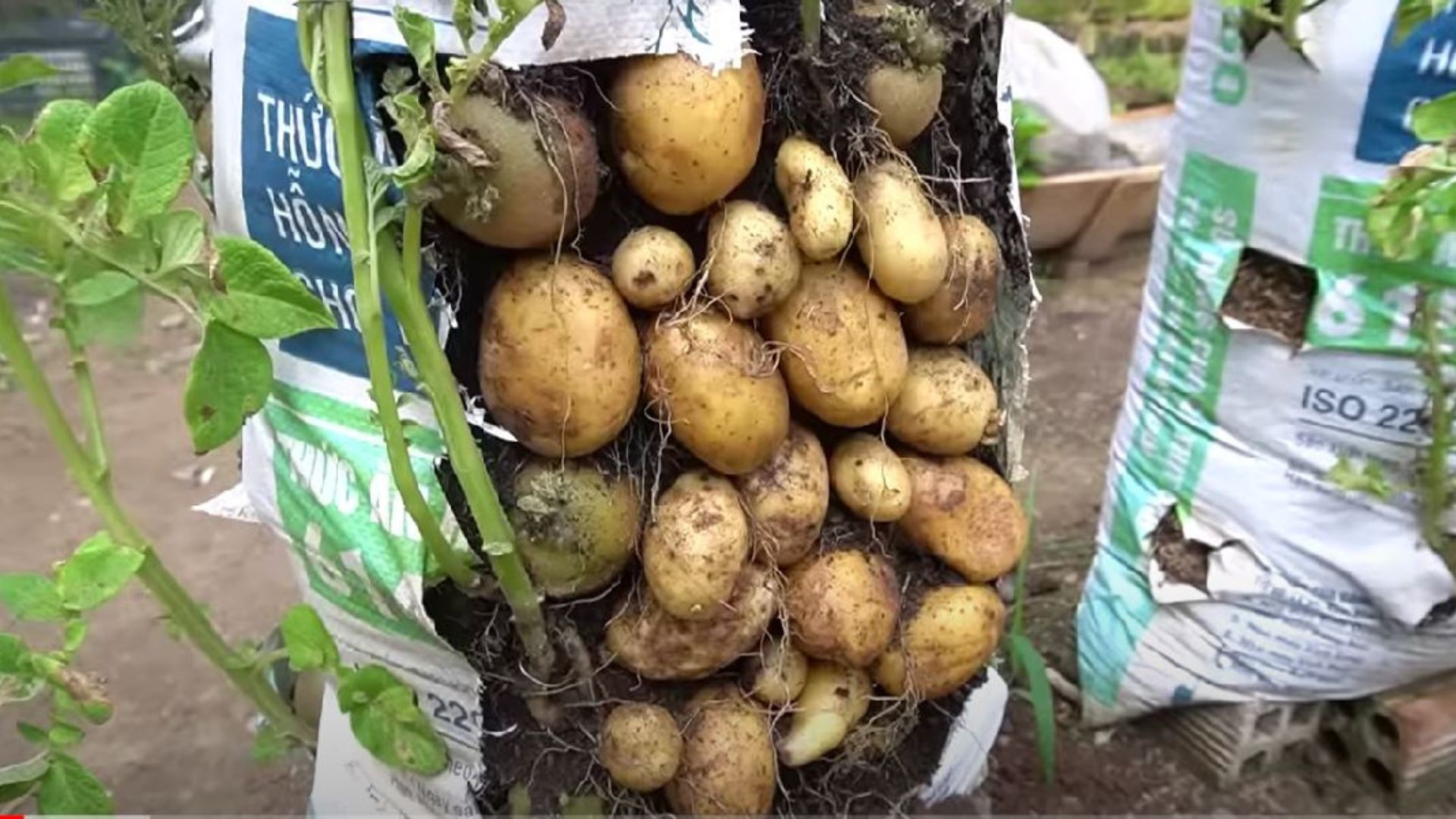 Grow Your Potatoes In Bags Of Soil And Get The Biggest Number Of Tubers Ever
