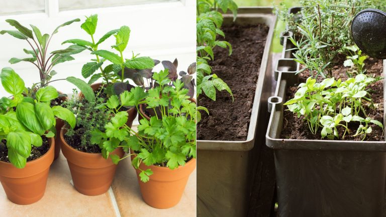 sanitizing garden containers