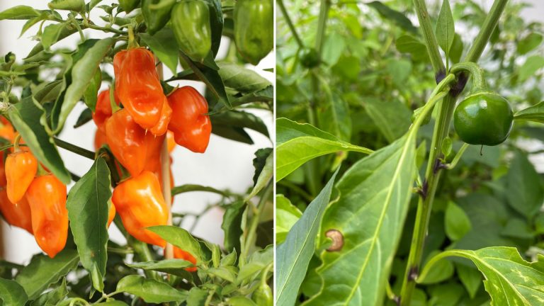 yellow leaves on pepper plants
