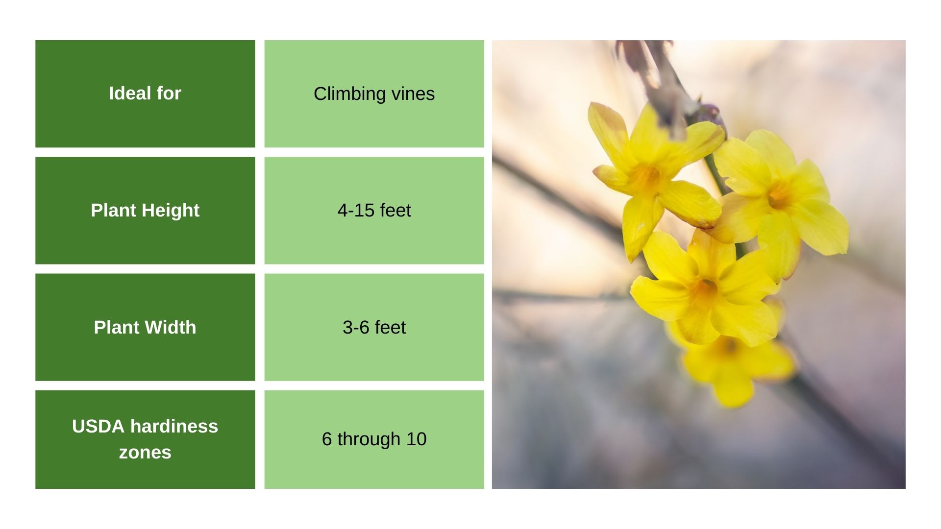 Winter Jasmine chart info