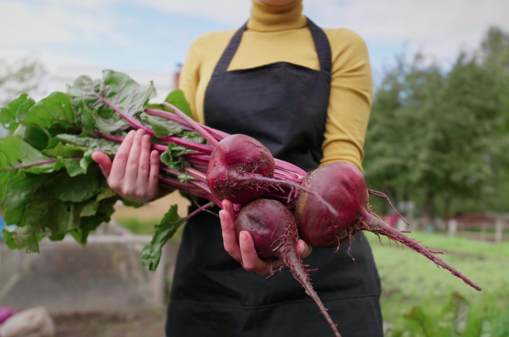 Woman farmer holding fresh beets