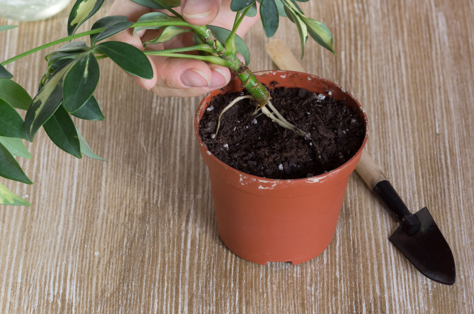 Woman hand planting cutting of Schefflera in a pot with soil