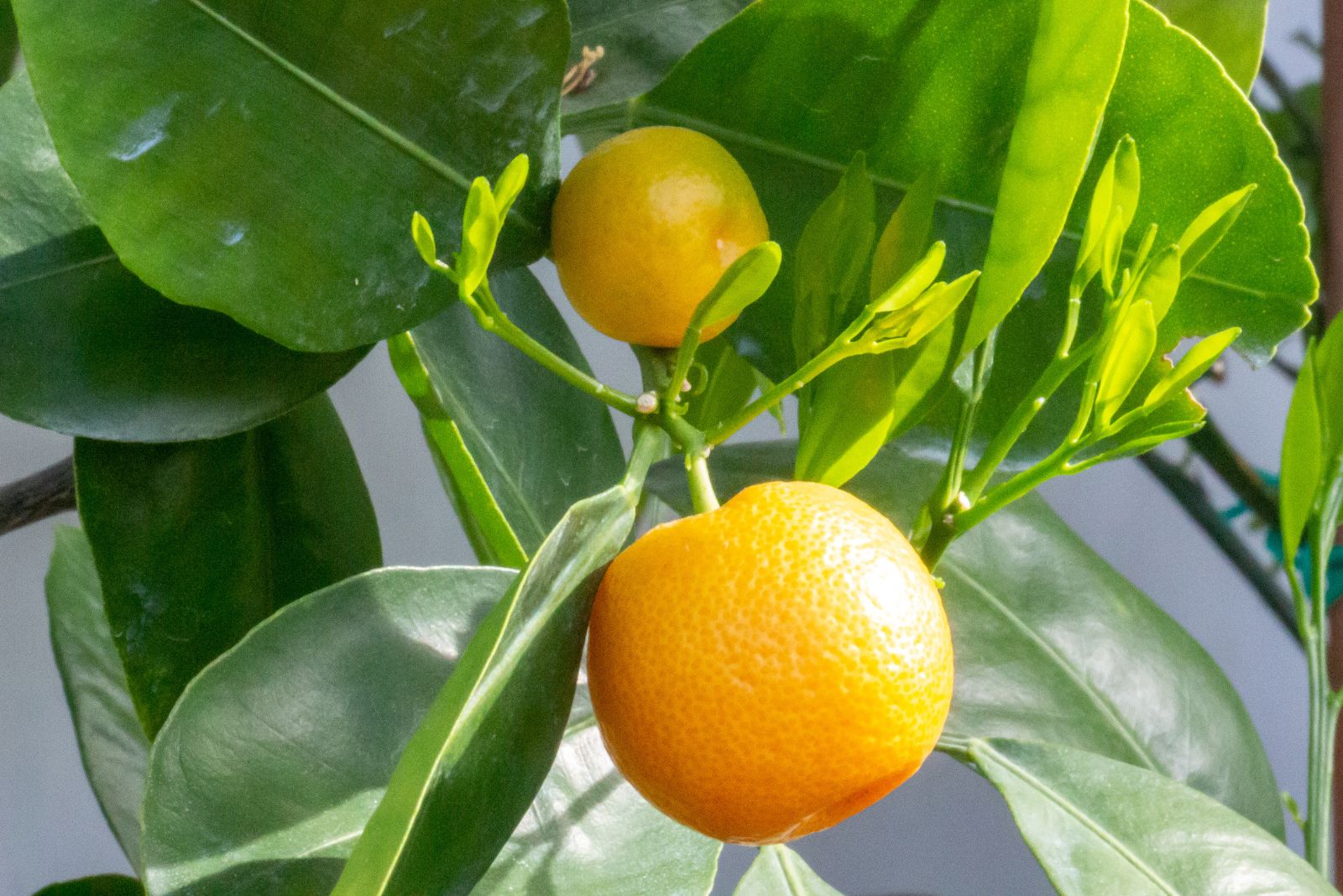 Young shoots and ripe fruits of citrus plants