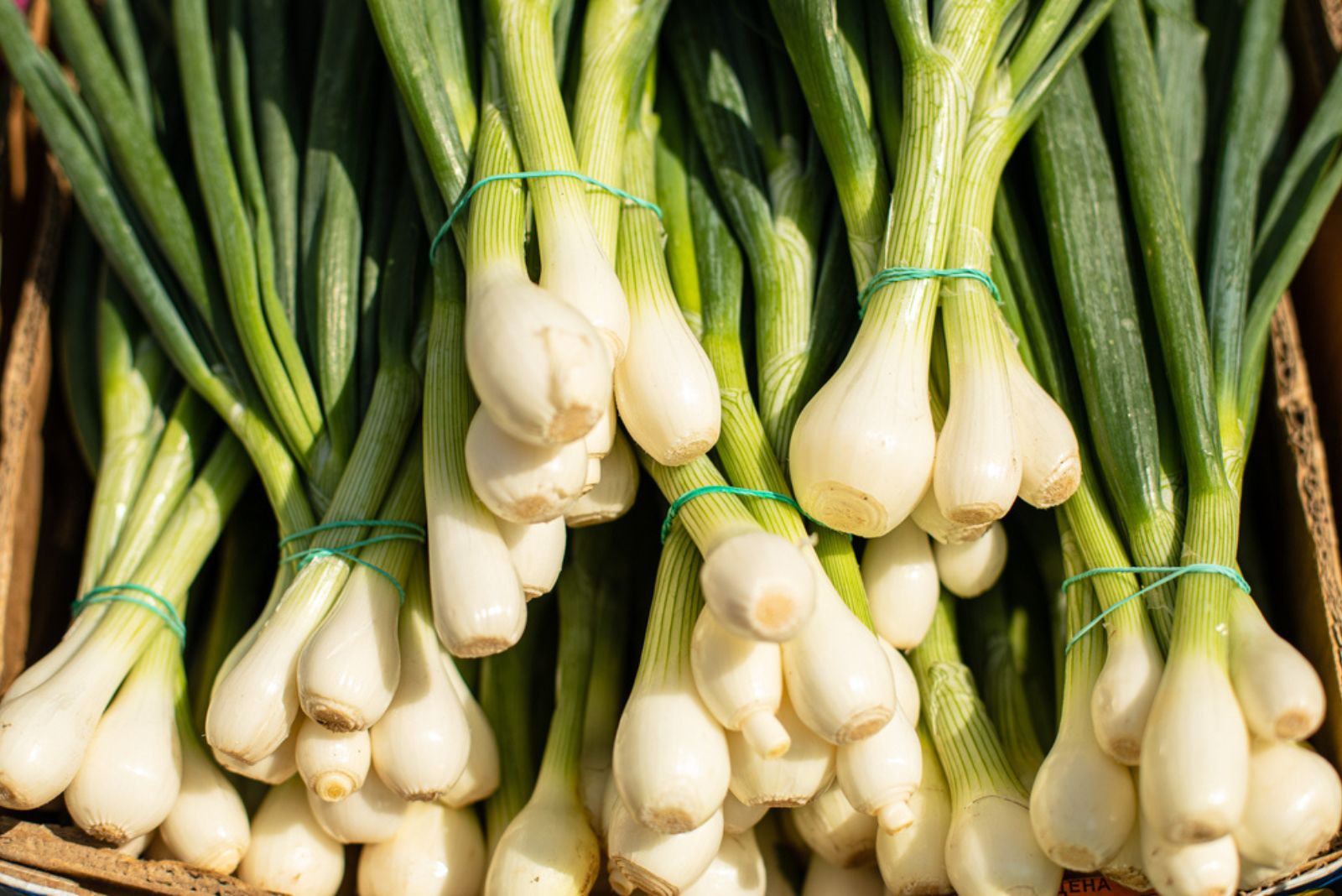 a bunch of green onions