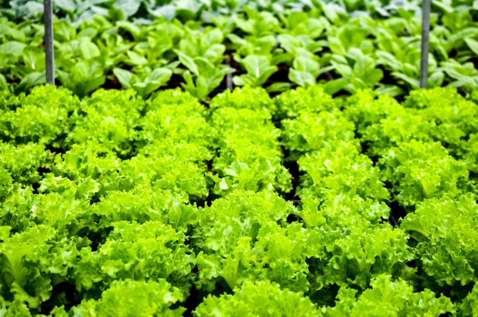 a lot of lettuce growing indoor