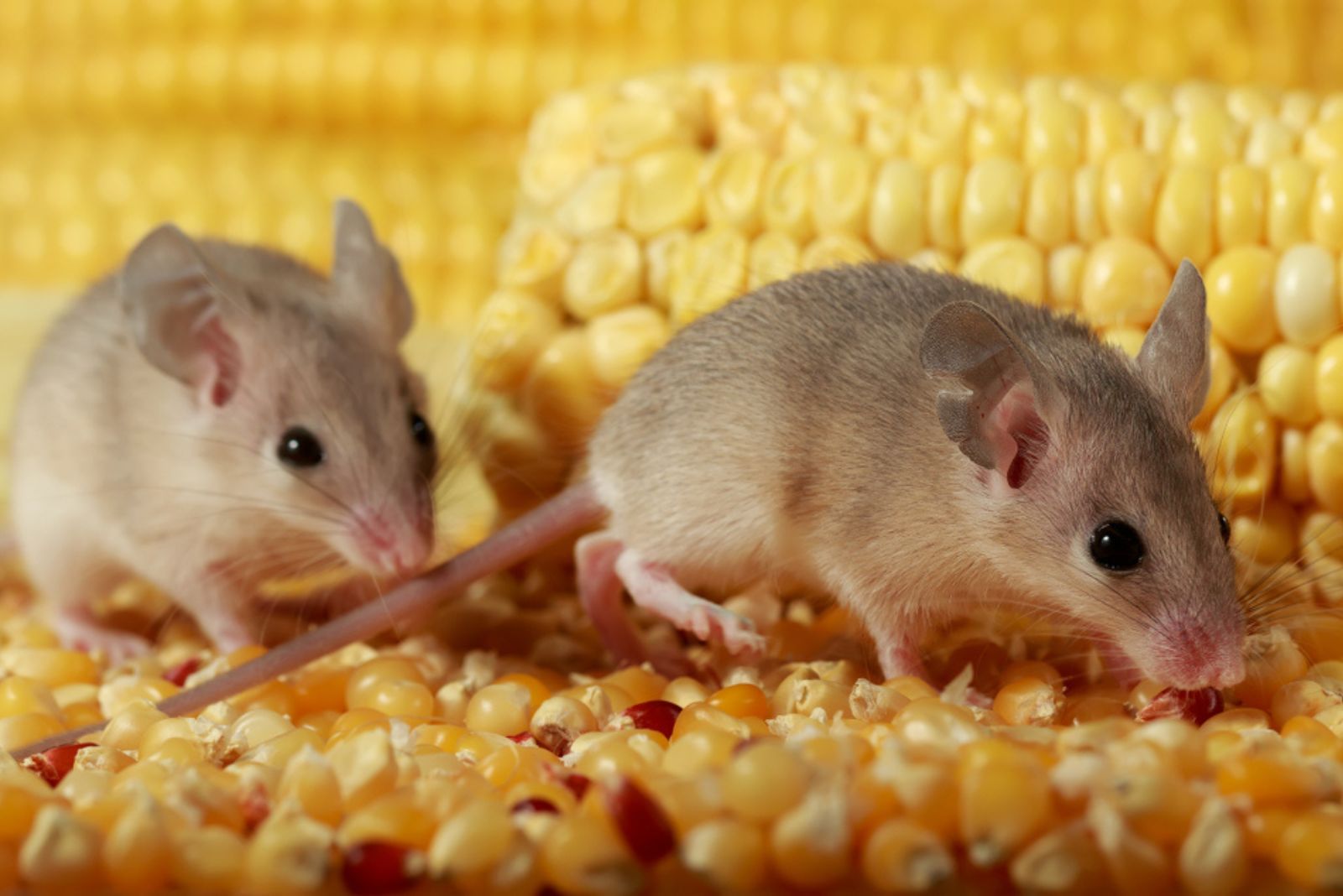 a rat eats corn