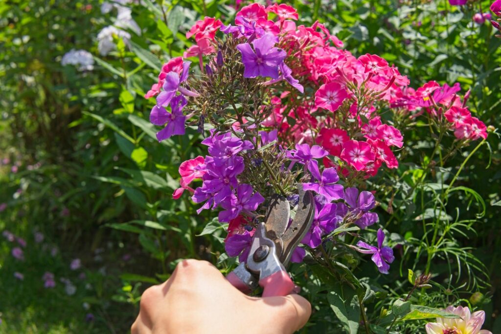 a woman cuts Phlox with scissors