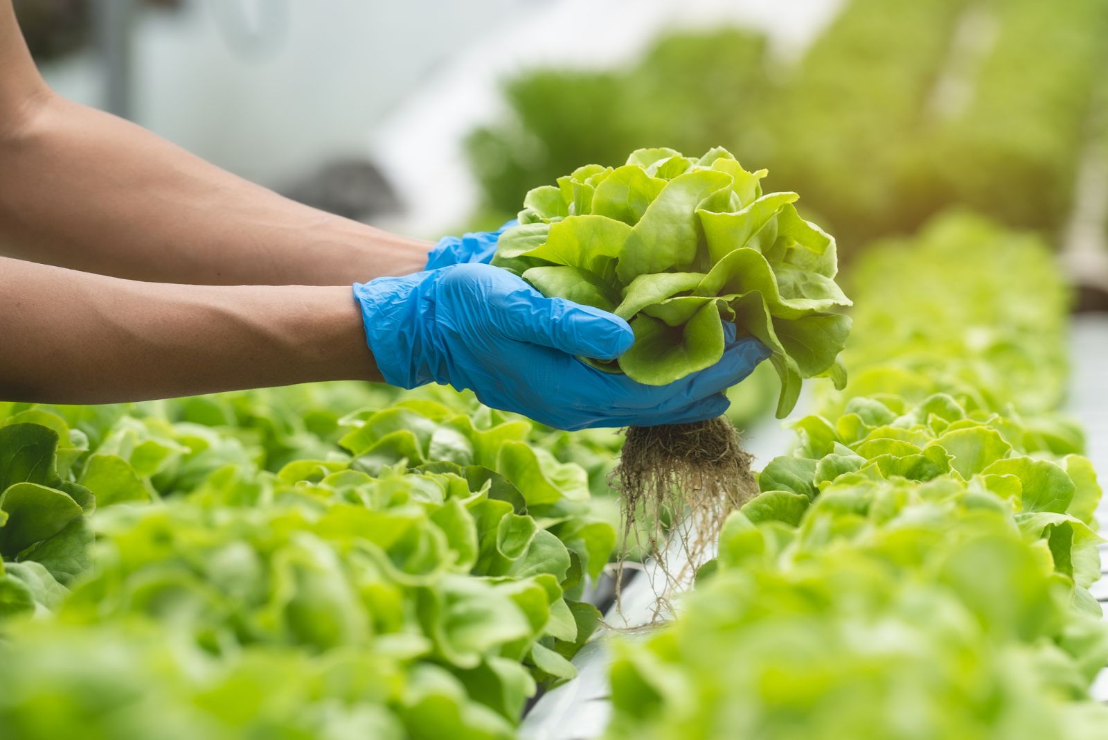 a woman picks fresh lettuce