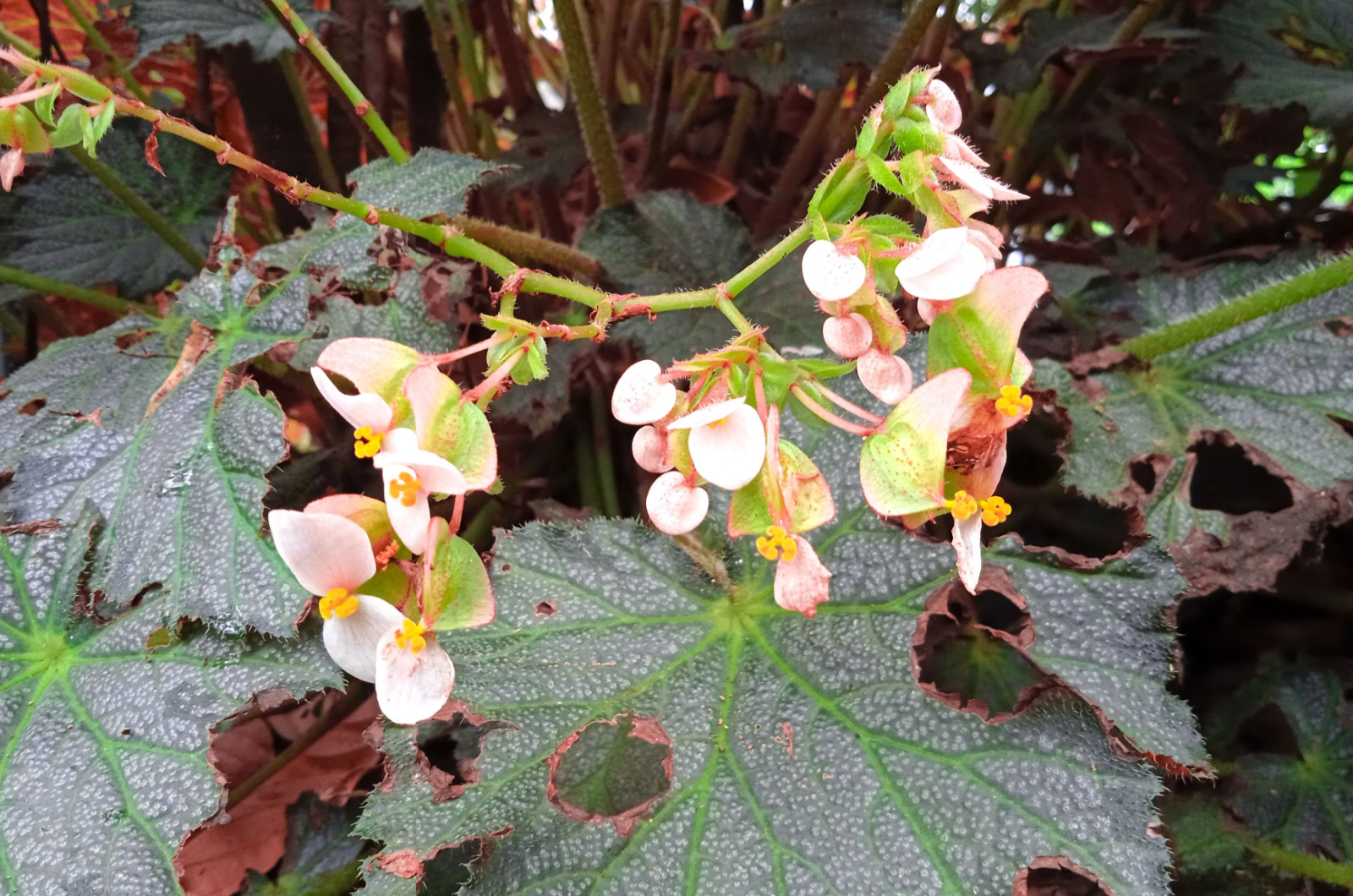 begonia flower attacked by pests
