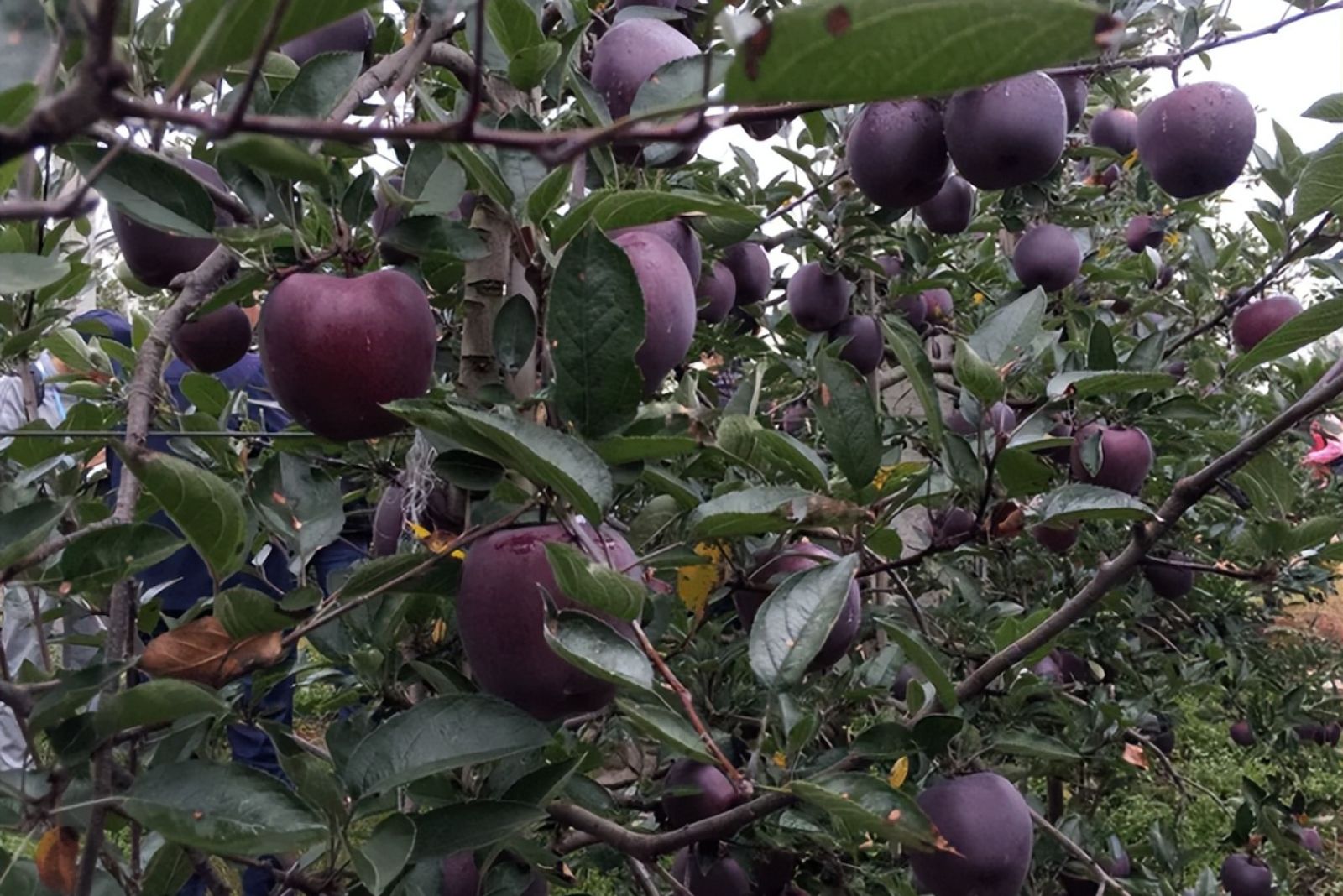 black apple fruits on a branch