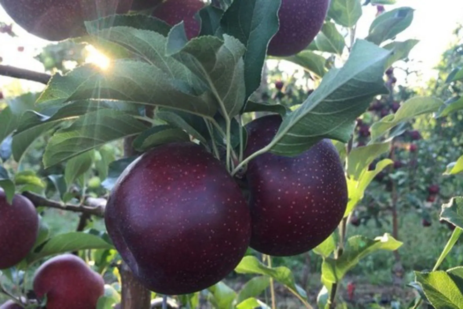 How To Grow The Rare Black Diamond Apple Tree   Black Apple Fruits .webp