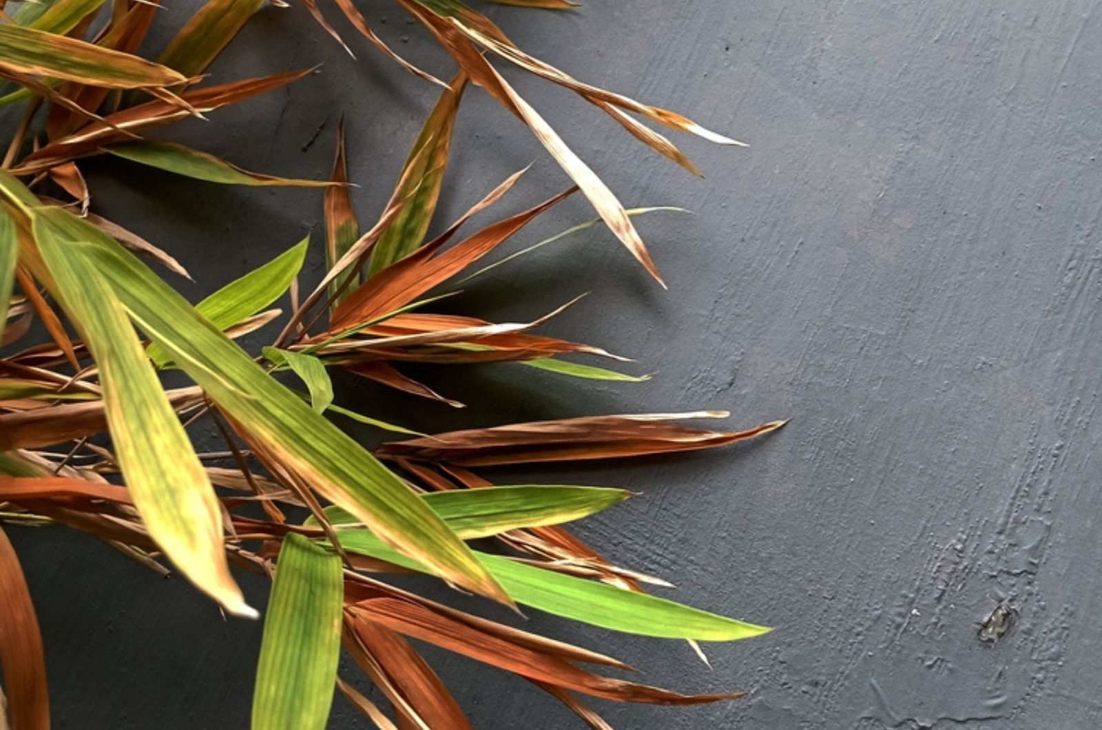 brown bamboo leaves