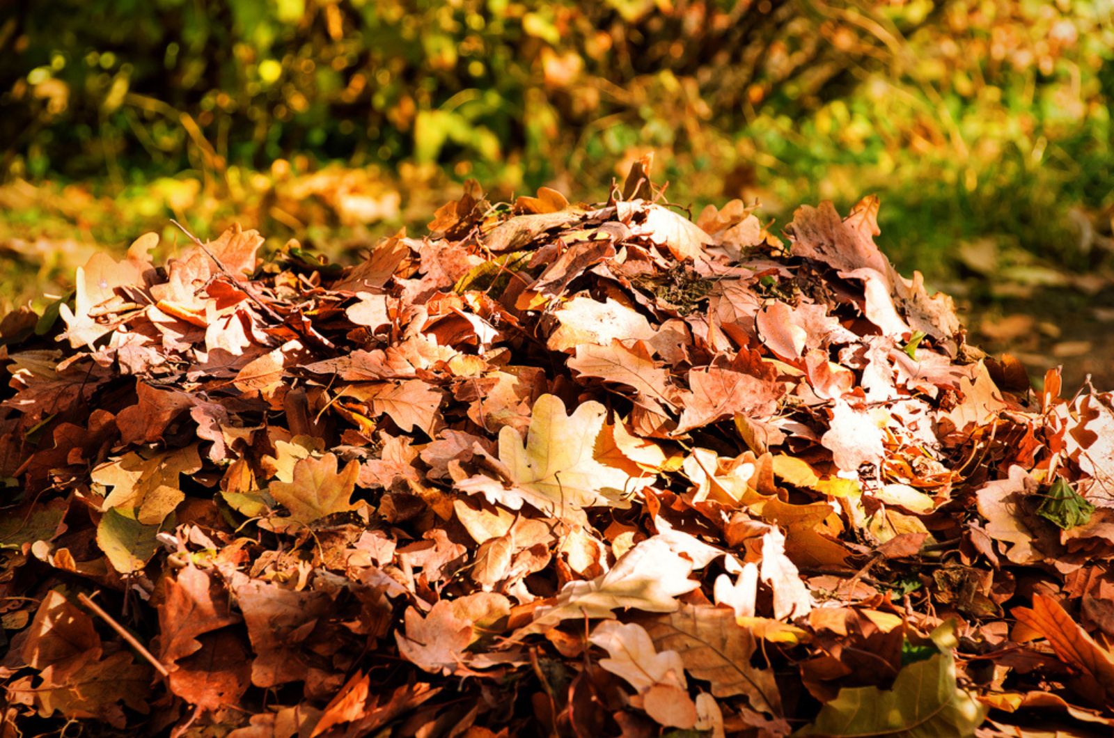 bunch of leaves