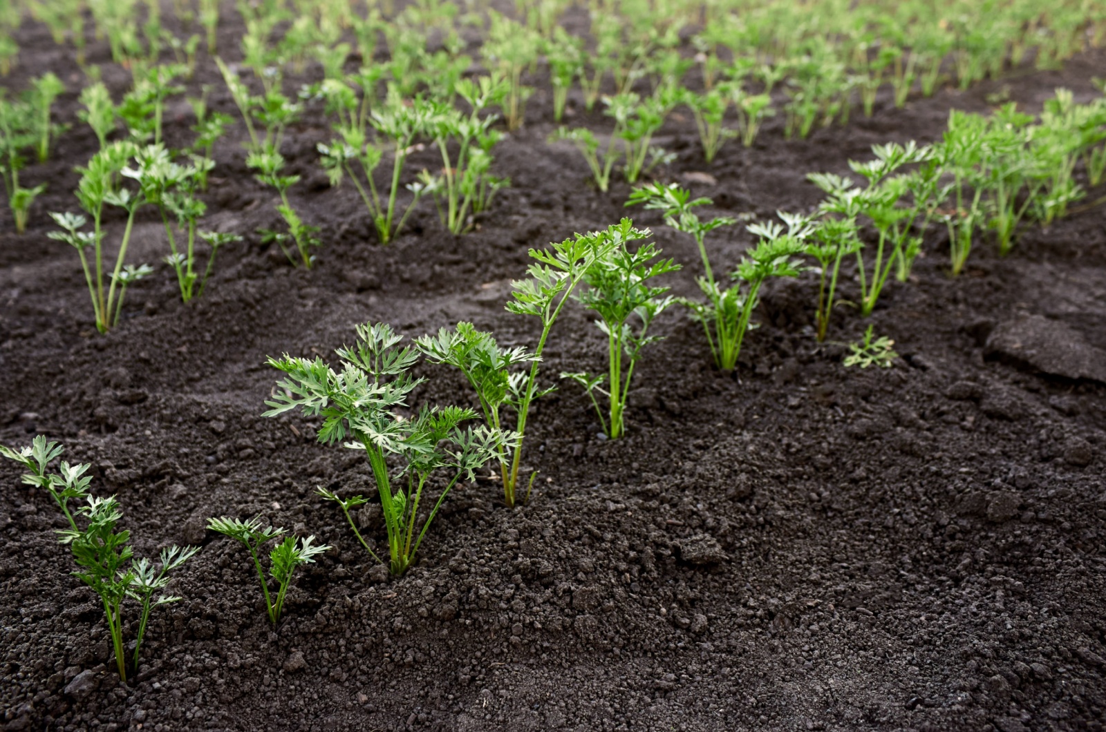 carrot seedlings