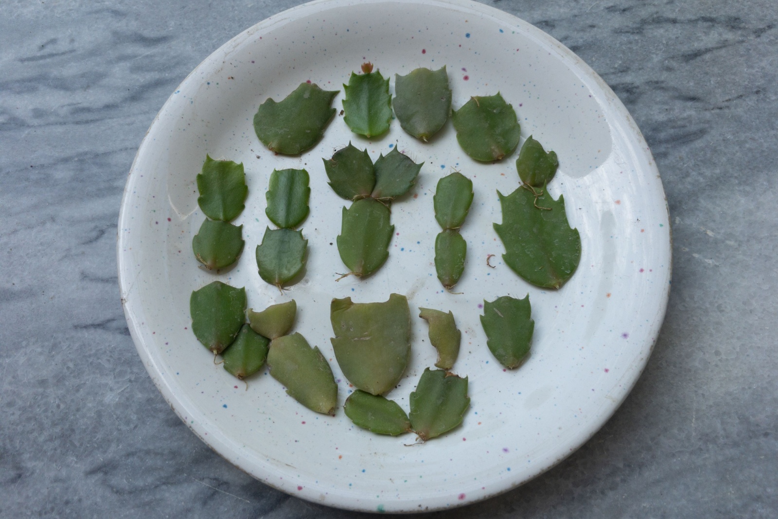 christmas cactus cuttings